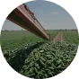 Uncle Vanya – organic healthy vegetables